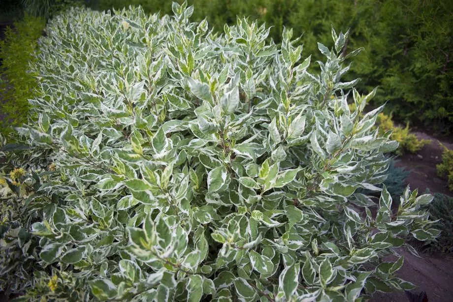 Дерен белый Айвори Хало (Cornus alba Ivory Halo)