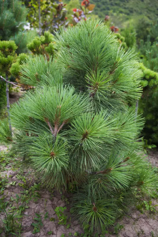 Сосна Джеффри (Pinus jeffreyi)