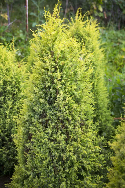 Можжевельник обыкновенный Голд Кон (Juniperus comm. Gold Cone)