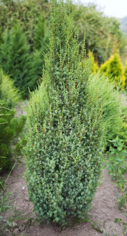 Можжевельник обыкновенный Арнольд (Juniperus comm. Arnold)