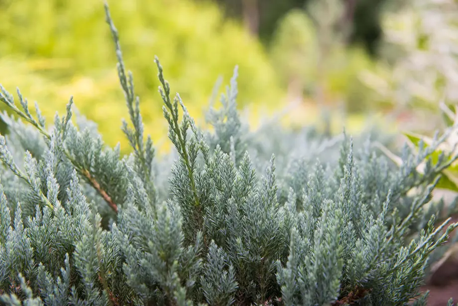 Можжевельник горизонтальный Грей Перл (Juniperus hor. Grey Pearl)
