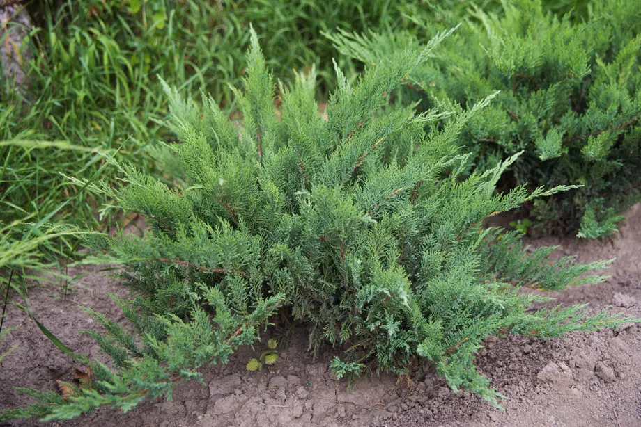 Можжевельник казацкий Рокери Джем (Juniperus sabina Rockery Gem)