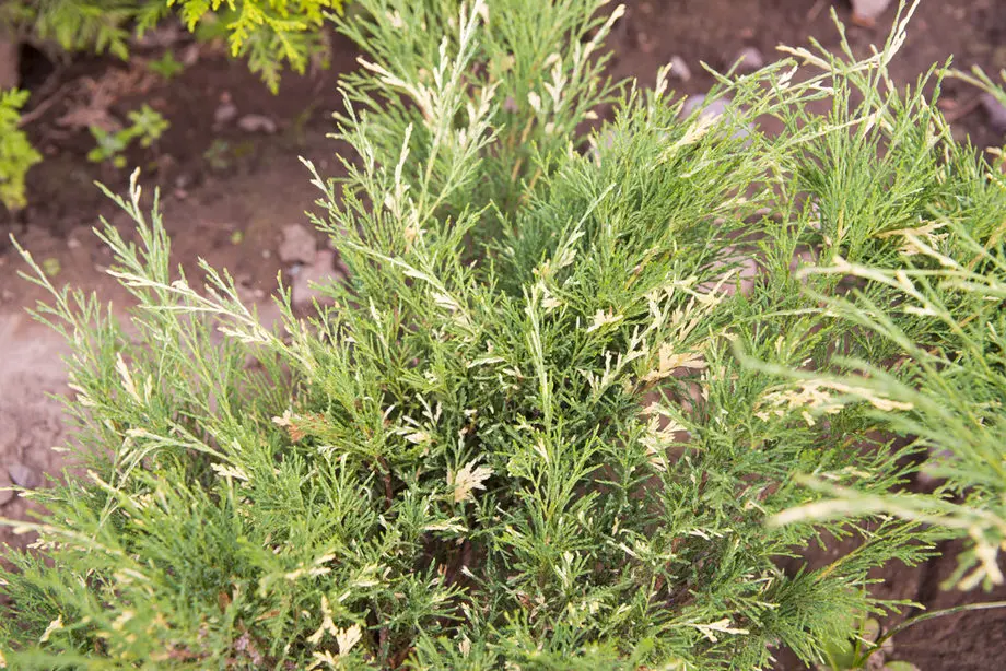 Можжевельник казацкий Вариегата (Juniperus sabina Variegata)