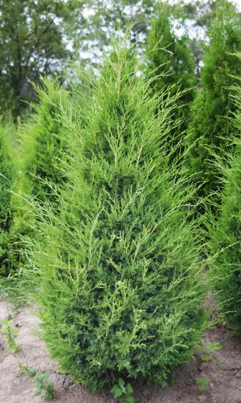 Можжевельник виргинский (Juniperus virginiana)