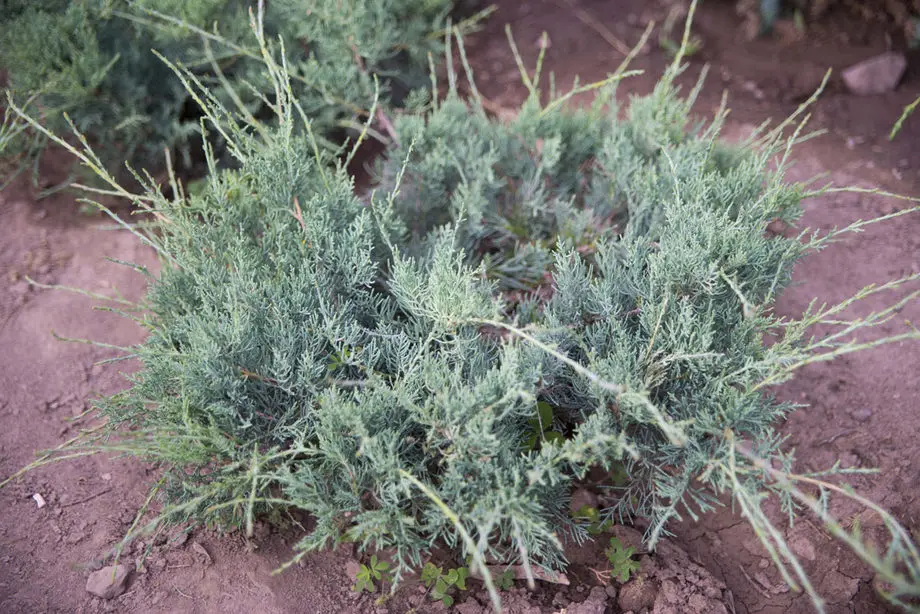 Можжевельник виргинский Блю Клоуд (Juniperus virginiana Blue Cloud)