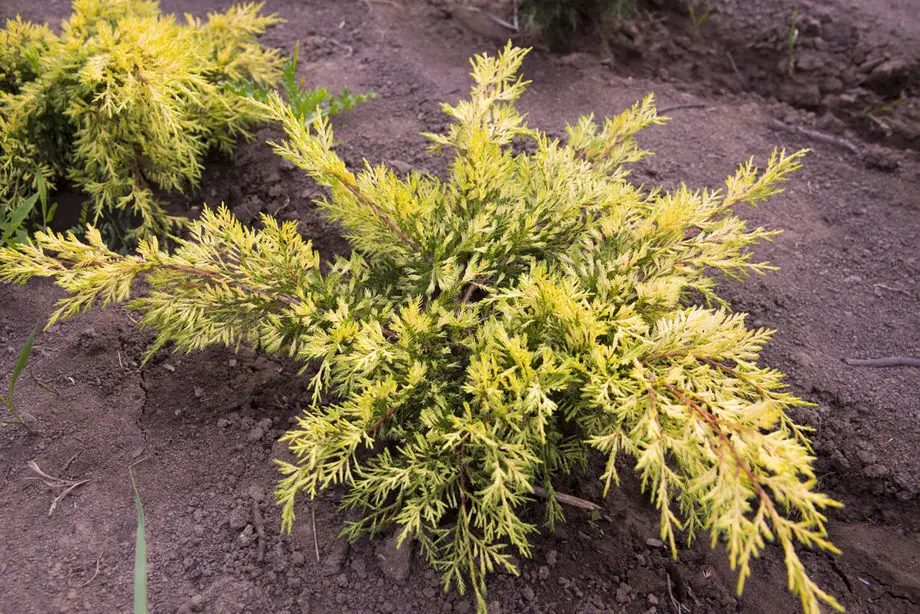 Можжевельник средний Кинг оф Спринг (Juniperus med. King of Spring)