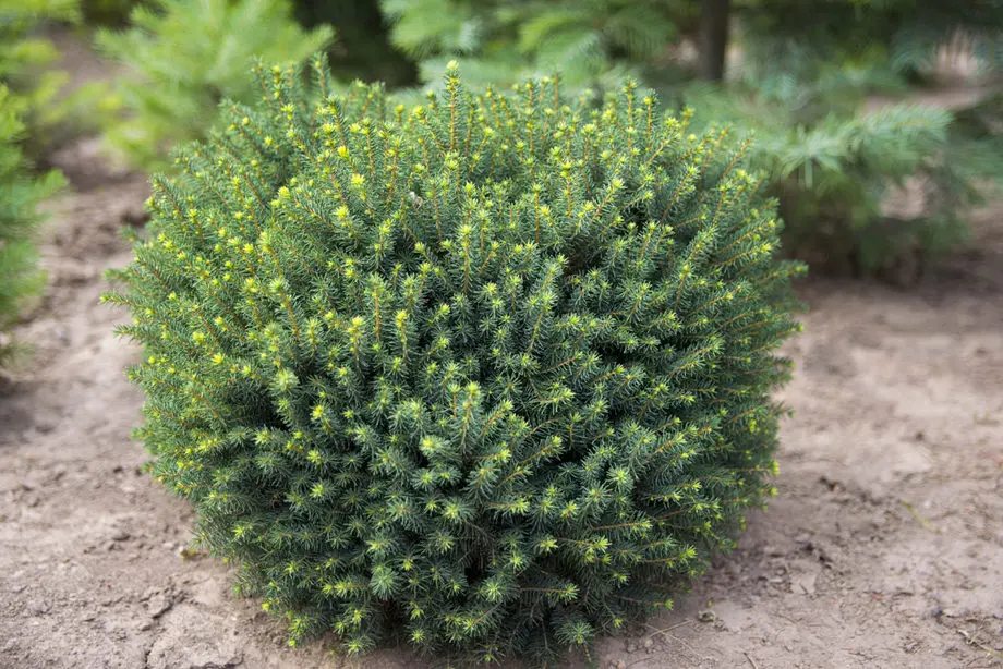 Ель сербская Карел (Picea omorika Karel)