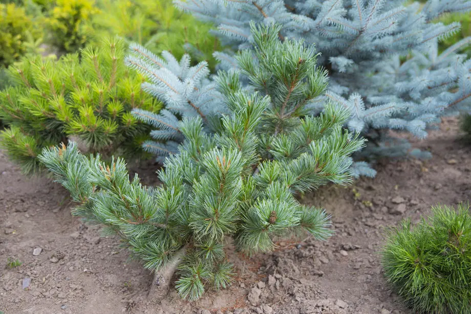 Сосна кедровая Глаука (Pinus cembra Glauca)