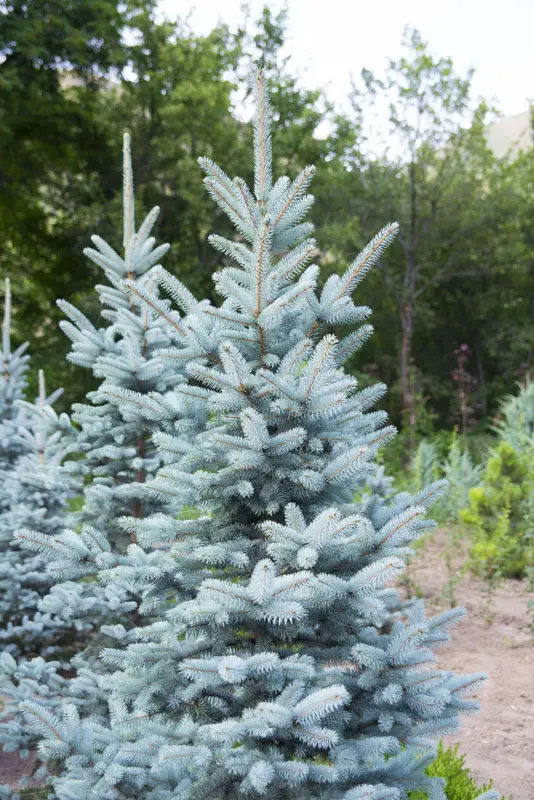 Ель колючая Костер (Picea pungens Koster)