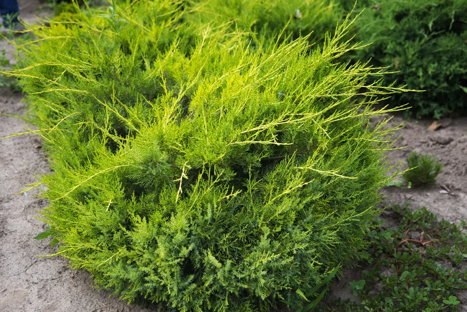 Можжевельник китайский Куривао Голд (Juniperus chin. Kuriwao Gold)