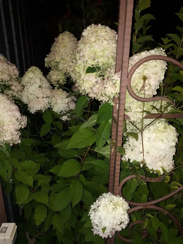 Гортензия метельчатая Лаймлайт (Hydrangea paniculata Limelight)