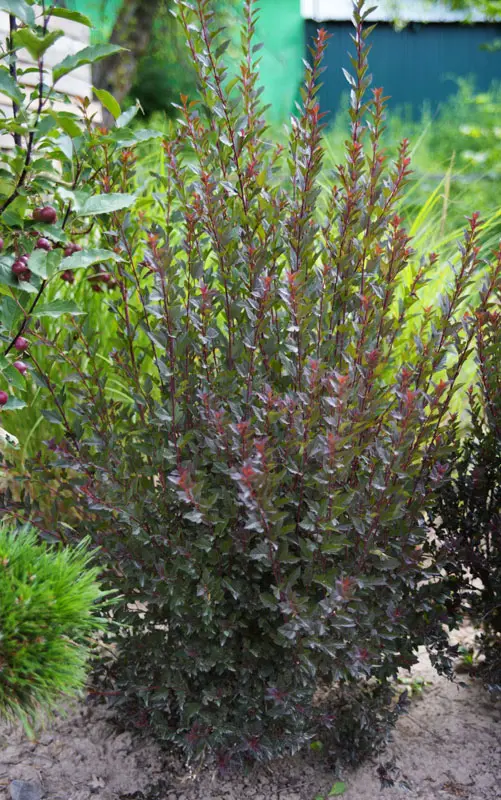 Пузыреплодник калинолистный Литл Девил (Physocarpus opulifolius Little Devil)