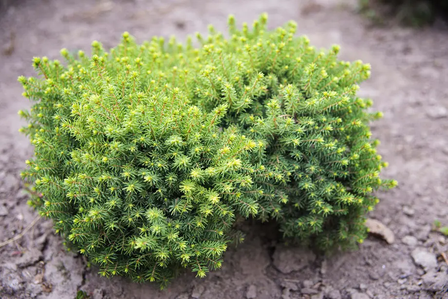 Ель обыкновенная Литтл Джем (Picea abies Little Gem)