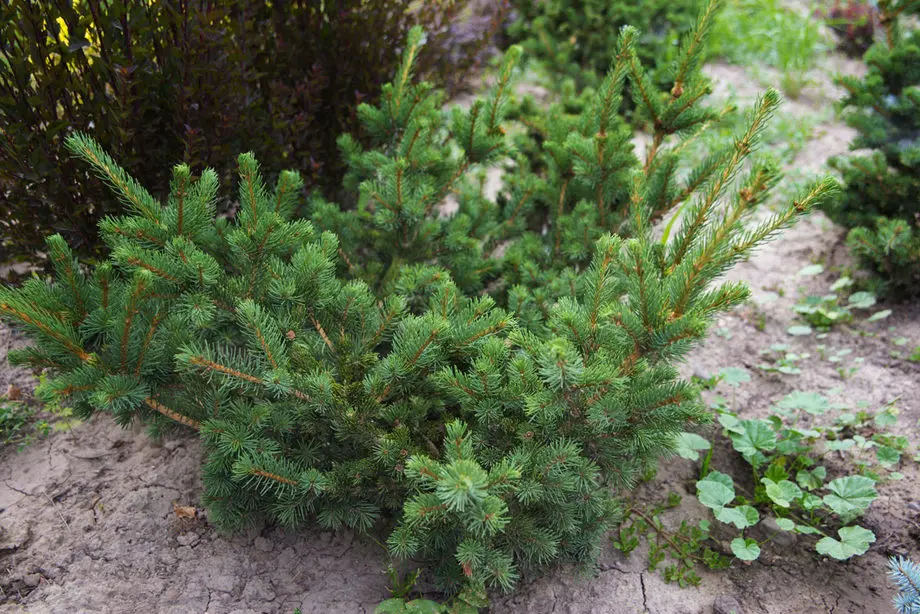 Ель колючая Лаки Страйк (Picea pungens Lucky Strike)