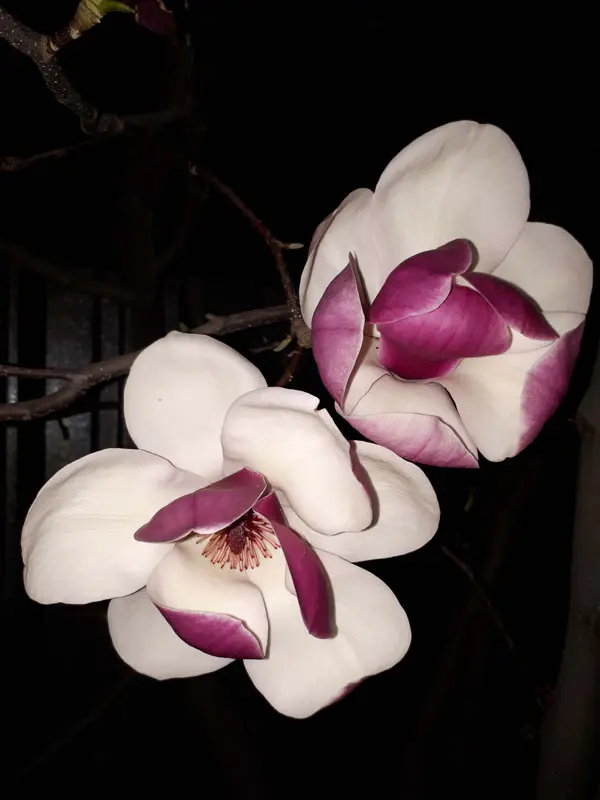 Магнолия Суланжа (Magnolia × soulangeana)