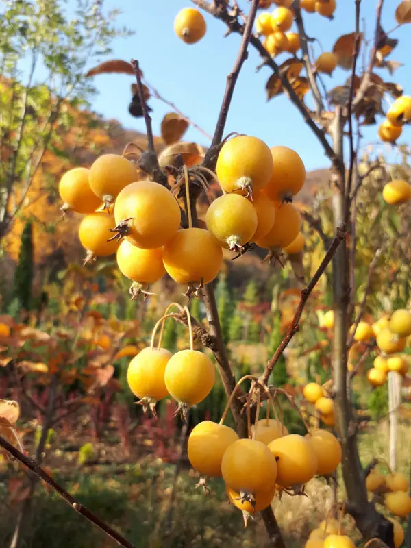 Яблоня Голден Хорнет (Malus Golden Hornet)