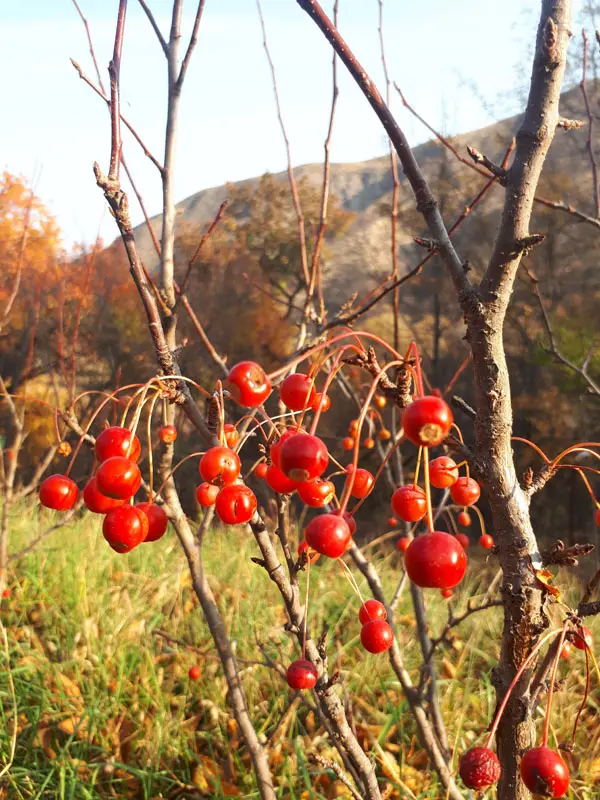 Яблоня Ред Джуэл (Malus Red Jewel)