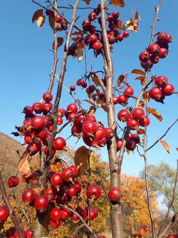 Яблоня Ред Обелиск (Malus Red Obelisk)
