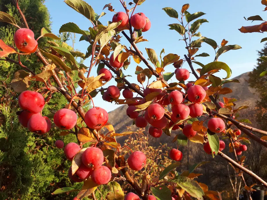 Яблоня Ред Сентинел (Malus Red Sentinel)