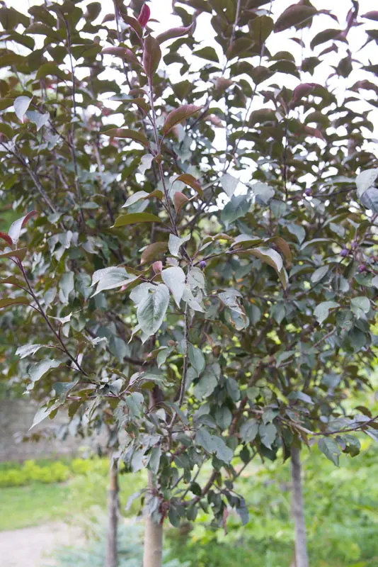 Яблоня Роялти (Malus Royalty)