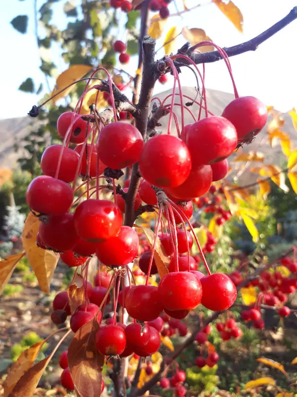 Яблоня Шугар Тайм (Malus Sugar Time)