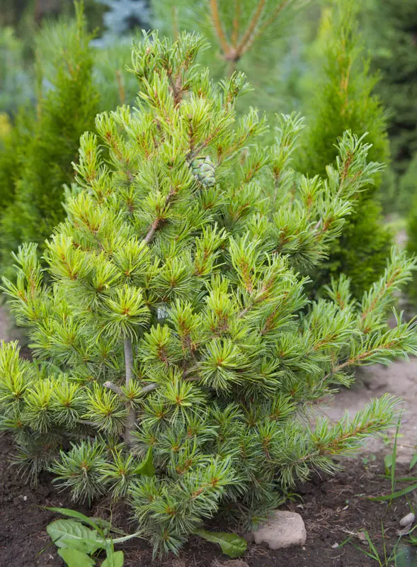 Сосна мелкоцветковая Мичиноку (Pinus parviflora Michinoku)