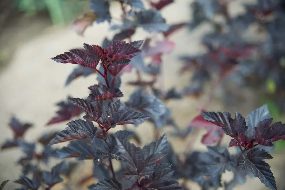 Пузыреплодник калинолистный Миднайт (Physocarpus opulifolius Midnight)