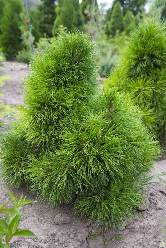 Сосна обыкновенная Мозери (Pinus sylvestris Moseri)