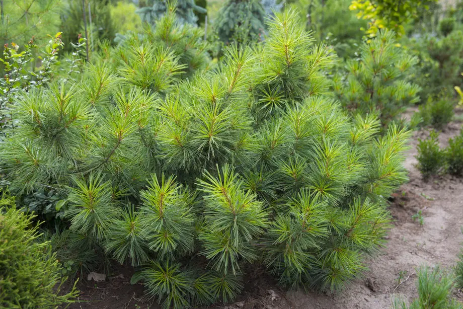 Сосна гималайская Нана (Pinus wallichiana Nana)