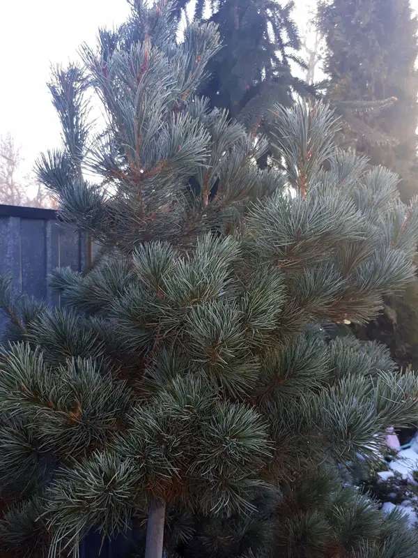 Сосна мелкоцветковая Негиши (Pinus parviflora Negishi)