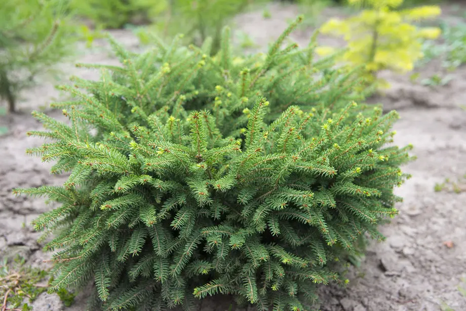 Ель обыкновенная Нидиформис (Picea abies Nidiformis)