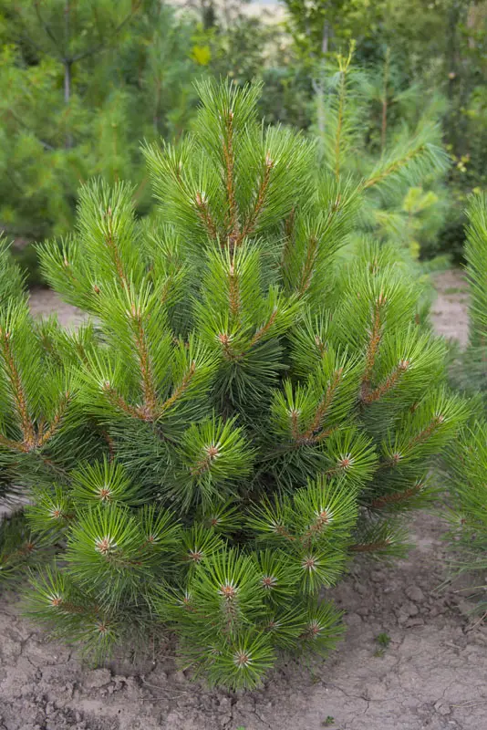 Сосна черная Нана (Pinus nigra Nana)