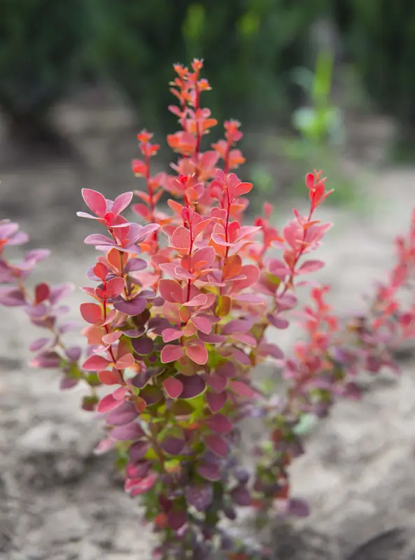 Барбарис тунберга Оранж Рокет (Berberis thunbergii Orange Rocket)