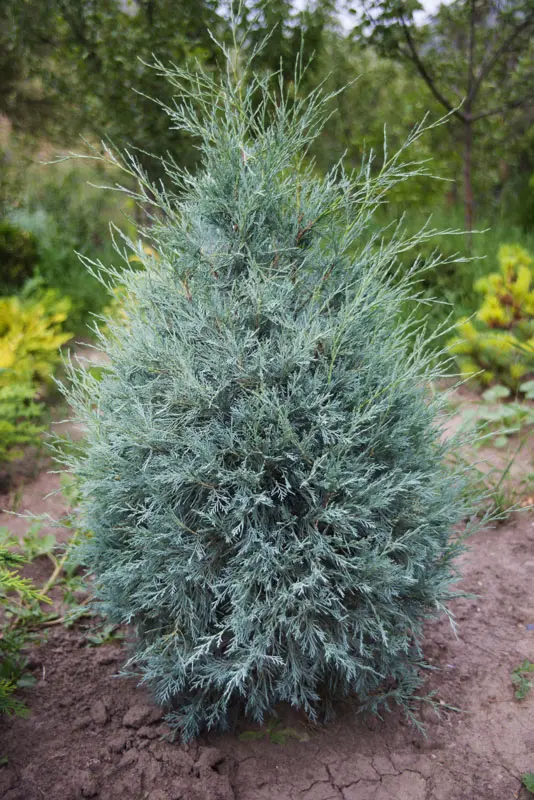Можжевельник скальный Патфайндер (Juniperus scopulorum Pathfinder)