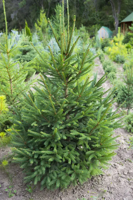 Ель обыкновенная или европейская (Picea abies)