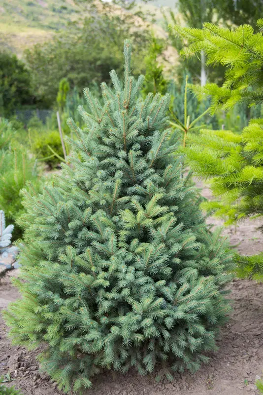 Ель Энгельмана (Picea engelmannii)