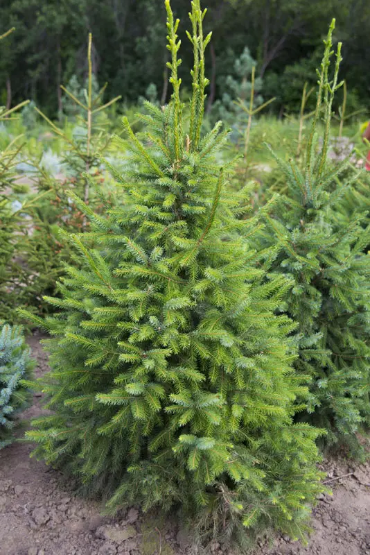 Ель сербская (Picea omorika)