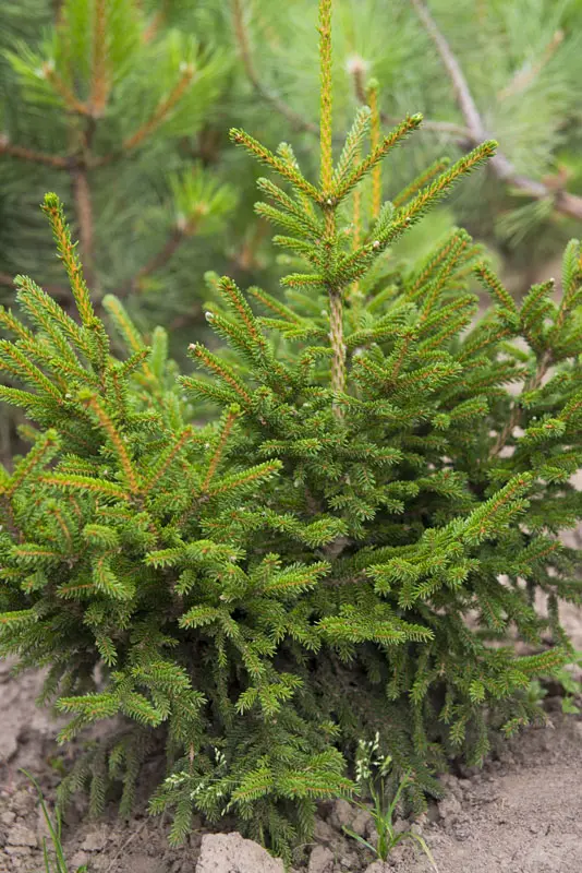 Ель восточная Барнес (Picea orientalis Barnes)