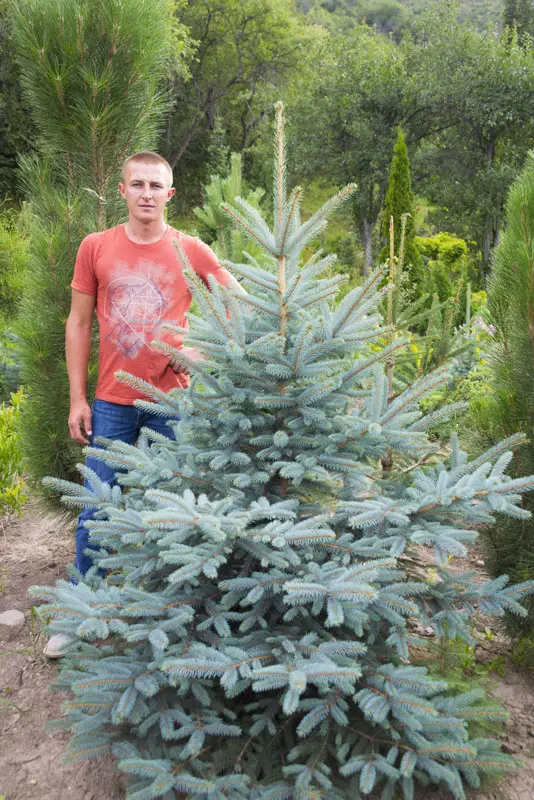 Ель колючая (видовая форма) (Picea pungens)