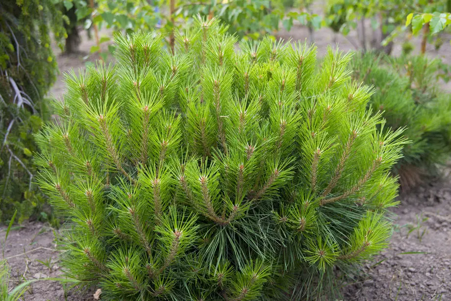 Сосна черная Пиерик Брегеон (Pinus nigra Pierrick Bregeon)