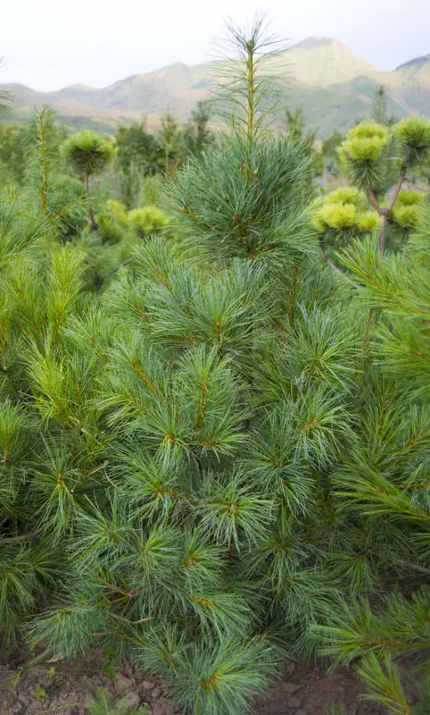 Сосна китайская белая (Pinus armandii)