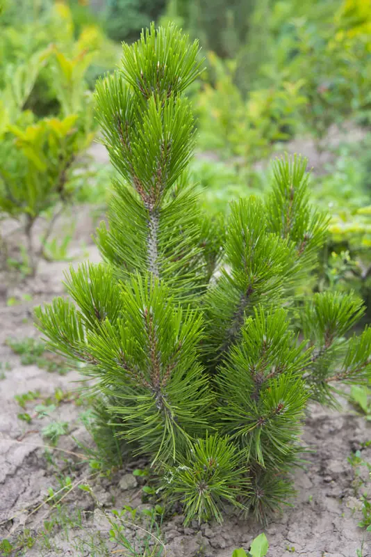 Сосна белокорая (Гельдрейха) (Pinus leucodermis)