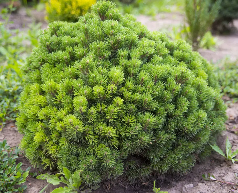 Сосна горная Алгау (Pinus mugo Allgau)