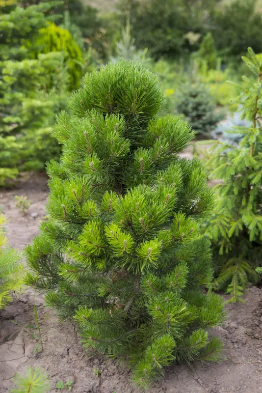 Сосна горная Гном (Pinus mugo Gnom)