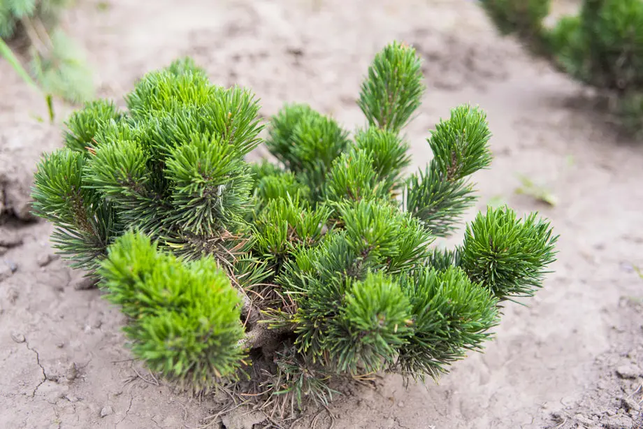 Сосна горная Jakobsen (Pinus mugo Jakobsen)