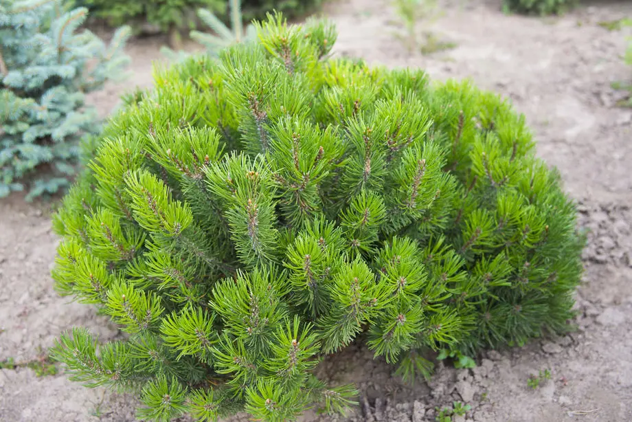 Сосна горная Мугус (Pinus mugo var. mughus)