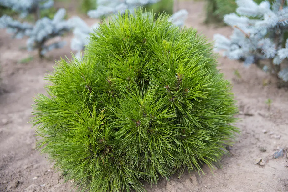 Сосна горная Варелла (Pinus mugo Varella)