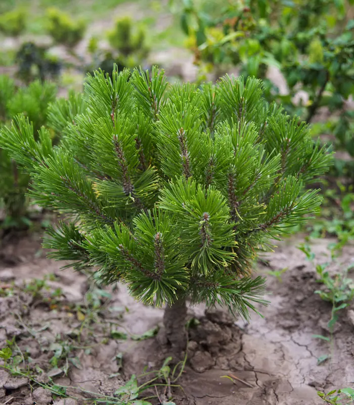 Сосна горная Winter Gold (Pinus mugo Winter Gold)