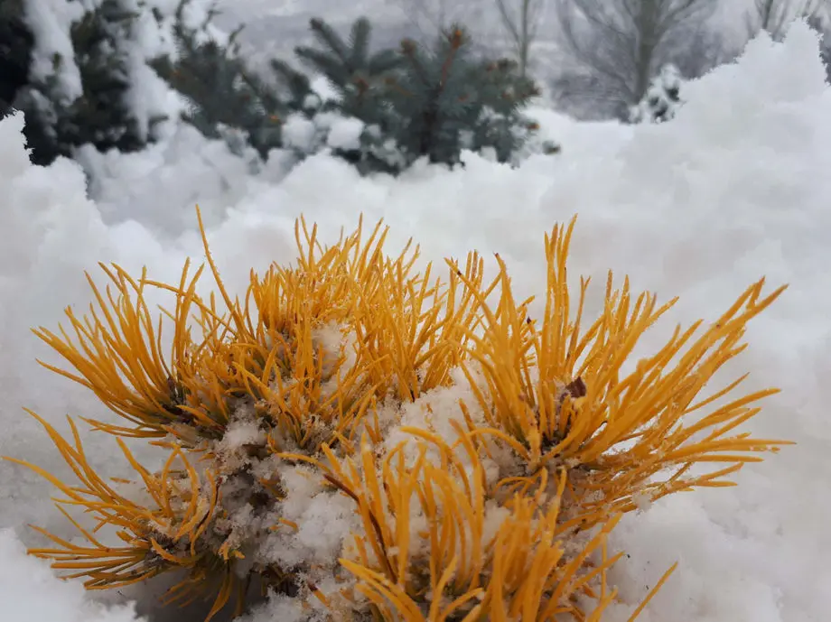 Сосна горная Винтер Сон (Pinus mugo Wintersonne)