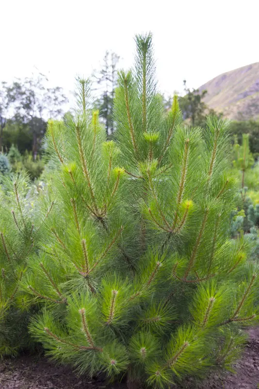 Сосна Шверина (Pinus schwerinii)